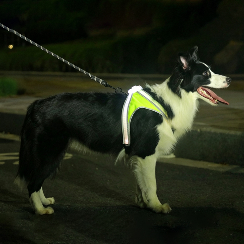 LED Pet Collar