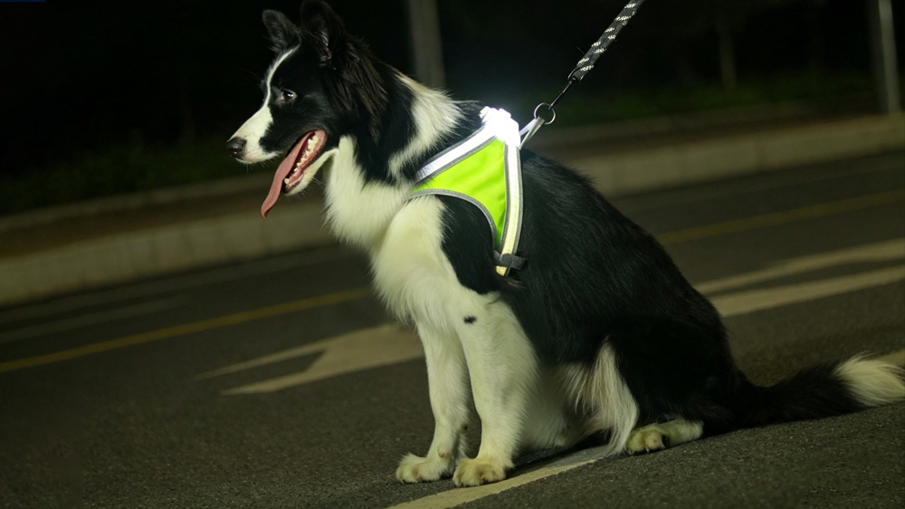 Glow-in-the-Dark Pet Harness